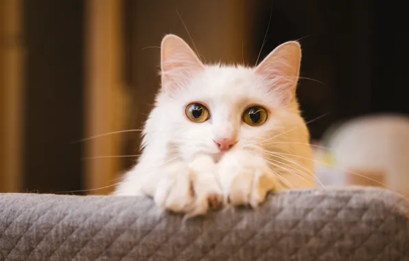 Cat, white, cat, look, face, background, dark, portrait