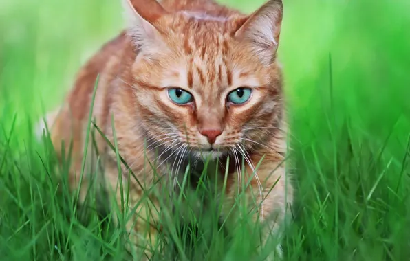 Picture greens, cat, face, weed