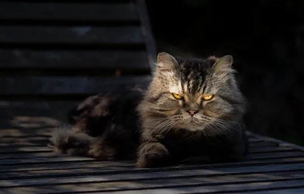 Picture cat, look, grey, stay, portrait