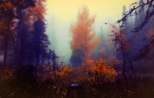 Picture autumn, forest, paint