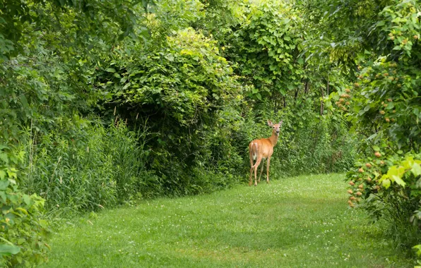 Picture forest, nature, glade, mammal, European ROE deer