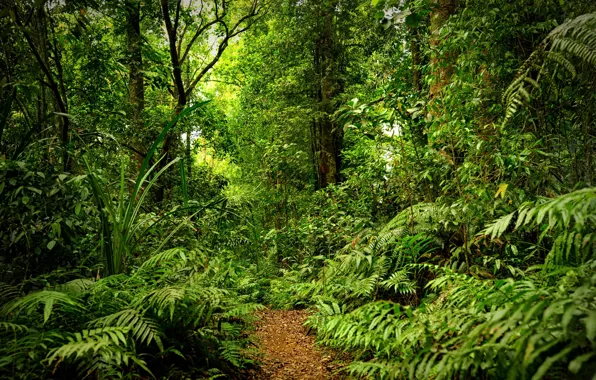 Forest, rain, path