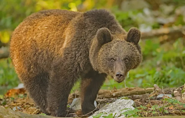 Look, bear, the Bruins