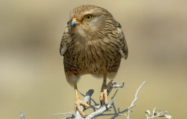 Bird, predator, branch, Falcon, Namibia, dry, national Park