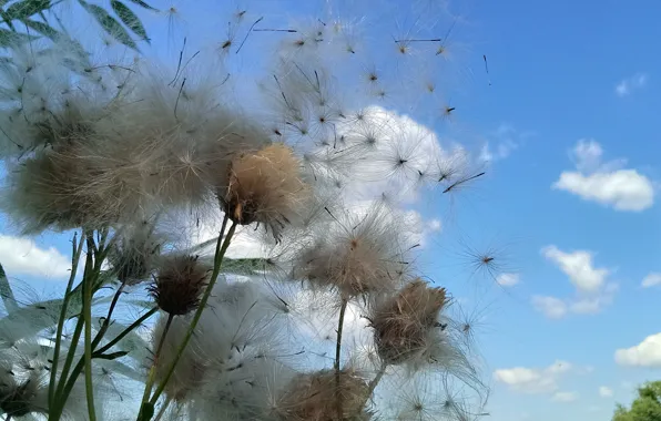 The sky, stamens, fuzzes