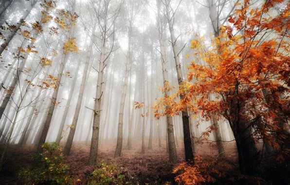 Picture autumn, forest, fog