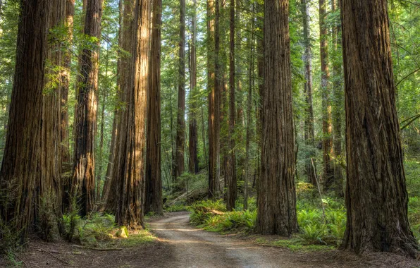 Picture road, forest, trees, nature, Park, Sequoia