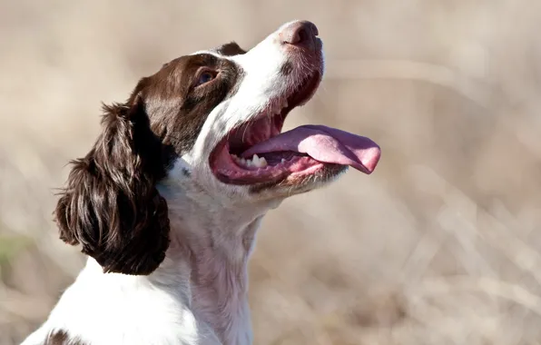 Field, summer, dog