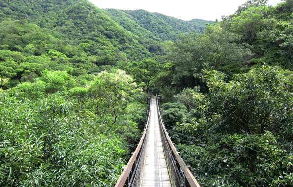 Picture forest, the sky, trees, Canada, Vancouver, Capilano suspension bridge