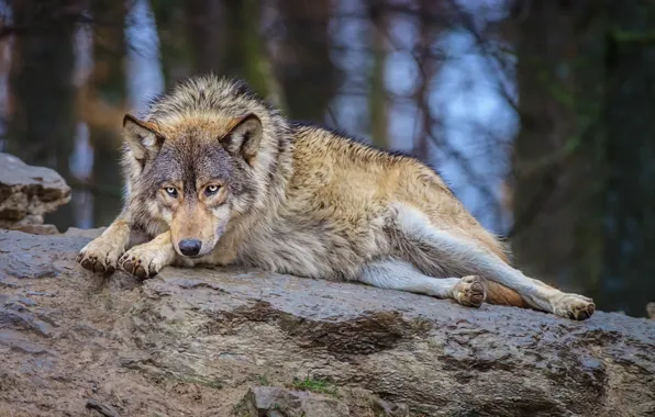 Picture forest, nature, wolf