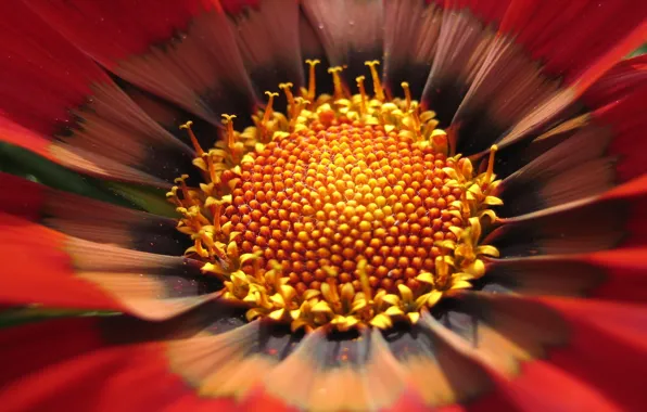 Picture flower, macro, yellow, 151