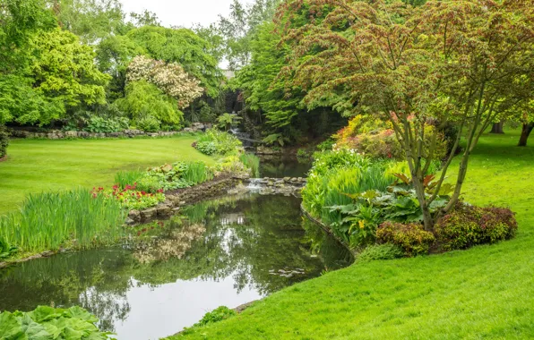 Grass, trees, pond, Park, England, London, Hyde Park