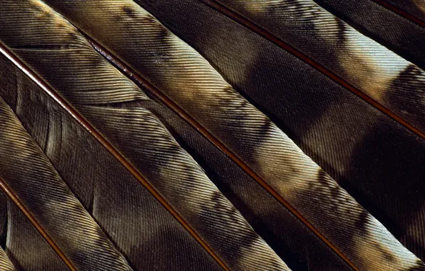 Background, feathers, fan, spot
