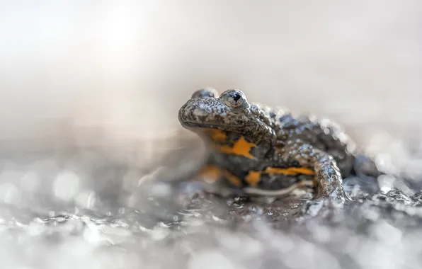 Nature, background, frog