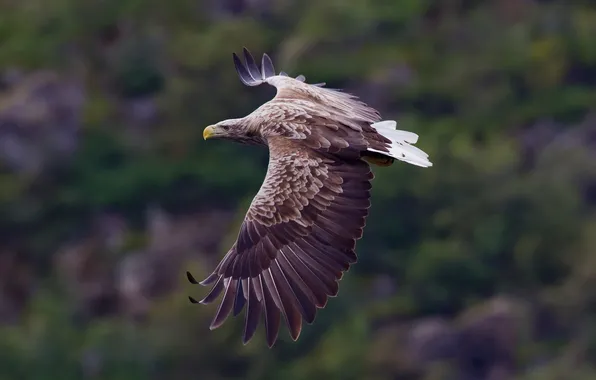 Wings, beak, flight, the scope, white - tailed eagle