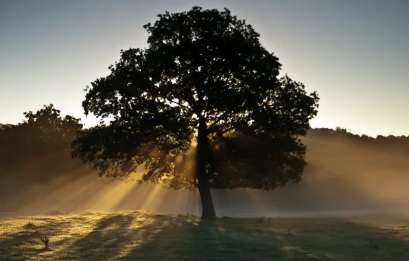 Picture light, landscape, fog, tree, morning