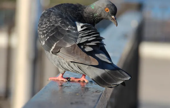 Birds, dove, portrait, pigeons, fistashkos
