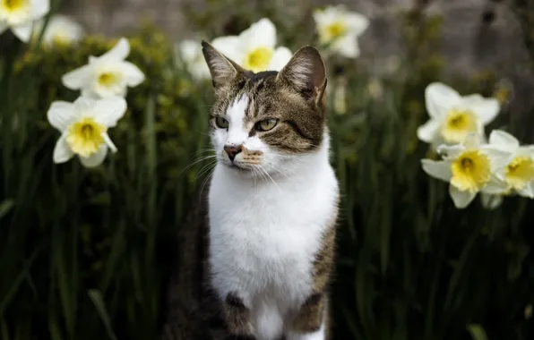 Cat, eyes, cat, look, face, flowers, nature, background