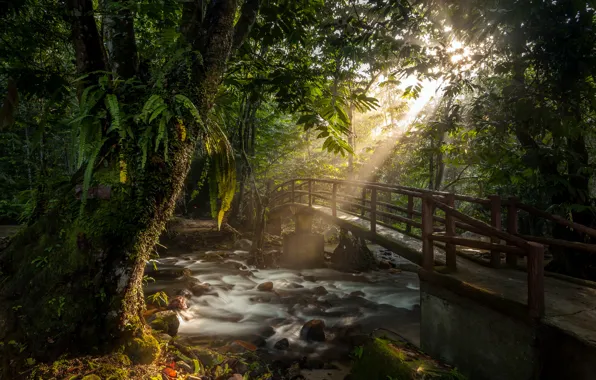 Picture forest, the sun, rays, bridge, river, stream