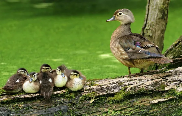 Summer, look, birds, nature, bird, duck, log, kids