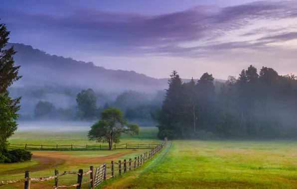 Trees, fog, dawn, the fence, morning, meadow, PA, Pennsylvania