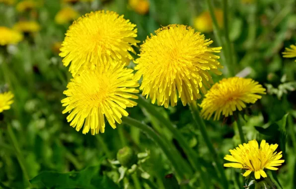 Picture yellow, dandelion, spring, meadow