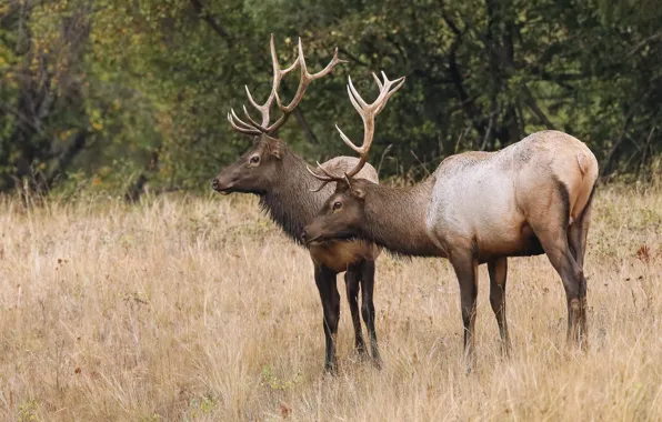 Forest, nature, glade, deer, pair, deer, two, two deer