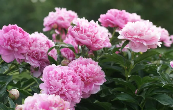 Picture flowering, the bushes, peonies