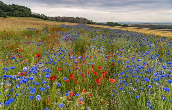 Field, summer, the sky, clouds, landscape, flowers, nature, hills
