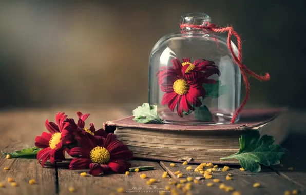 Picture style, chamomile, book, glass cloche