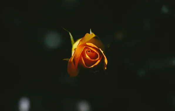 Flower, rose, yellow, petals