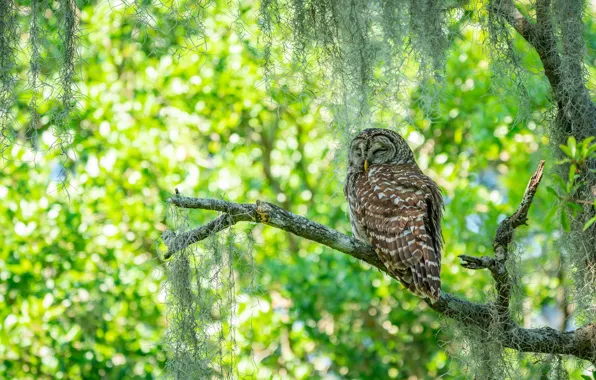 Picture light, trees, branches, owl, bird, sleep, sleeping, green background