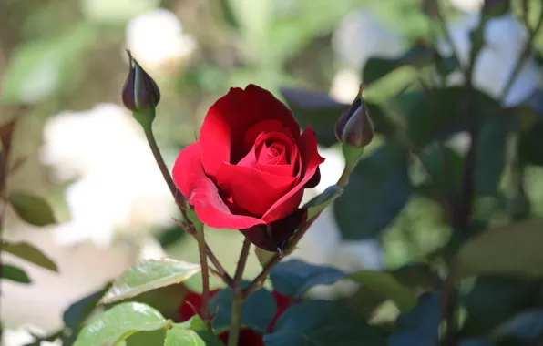 Wallpaper red, roses, flowers, light, garden, bokeh, leaves, branches
