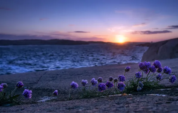 Sea, flowers, shore, morning
