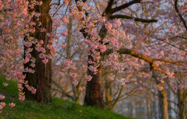 Spring, garden, Sakura, flowering tree
