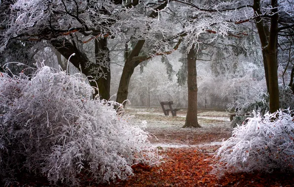 Picture winter, frost, trees, bench, branches, nature, Park, shop
