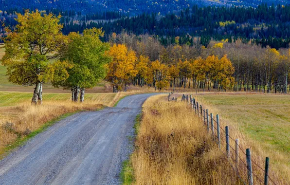 Road, autumn, trees, Canada, Albert