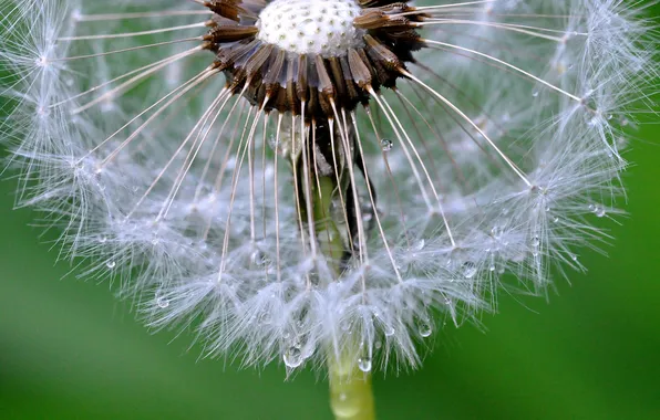 Picture flower, water, drops, Rosa, dandelion, blade of grass
