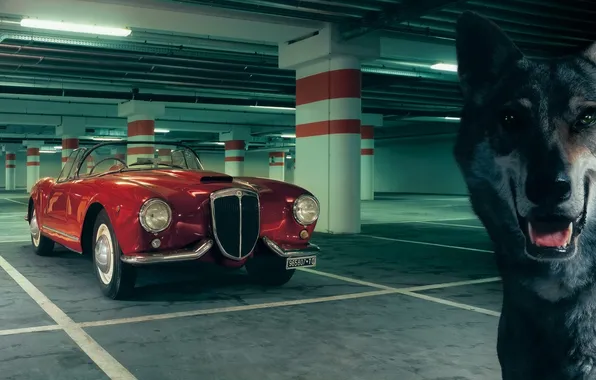 Picture red, background, wolf, Parking, classic, 1954, the front, Lancia