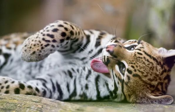 Language, cat, yawns, ocelot, ©Tambako The Jaguar
