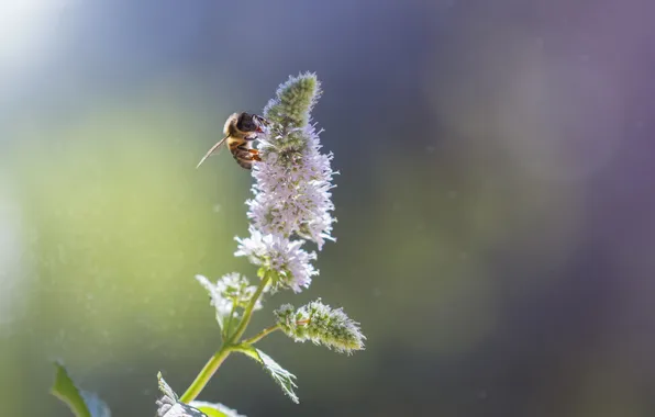 Flowers, bee, plant