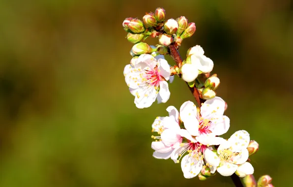 Macro, flowers, nature, branch, spring, Sakura, flowering