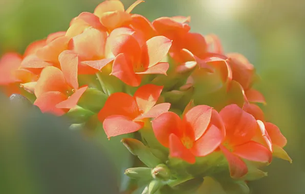Macro, plant, petals, inflorescence