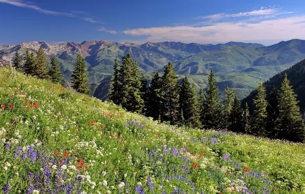 Picture flowers, ate, meadow, Utah, Utah, the backbone of the Wasatch, Wasatch Range