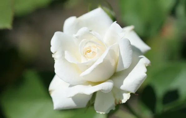 Tenderness, blurred background, white rose