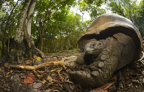 Forest, look, leaves, close-up, branches, nature, paw, turtle