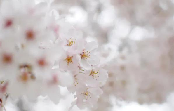 Light, flowers, nature, branch, tenderness, branch, petals, blur