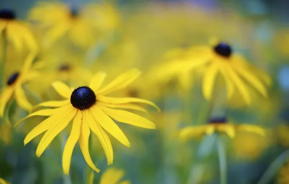 Picture flower, flowers, nature, yellow, plants