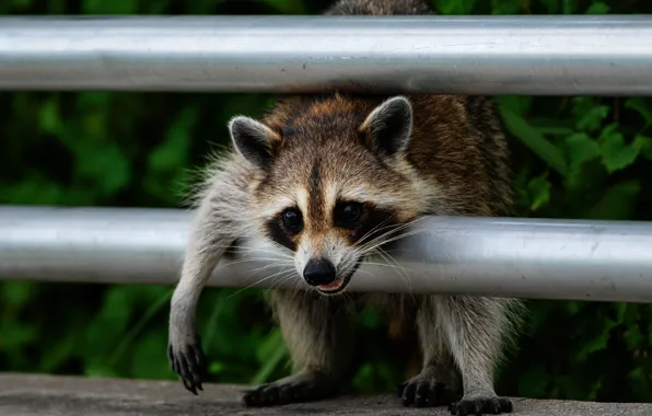 Face, pipe, pose, raccoon