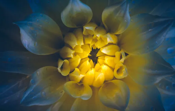 Picture macro, flowers, glow, petals, composition, dahlias